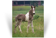 ~Northern Lights Juno Rivas Sans~ '18 Silver Pearl Tobiano Colt out of Cocoa - Australia